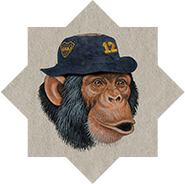 chimp